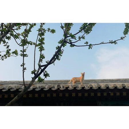 Отель Beijing Fly By Knight Courtyard Экстерьер фото