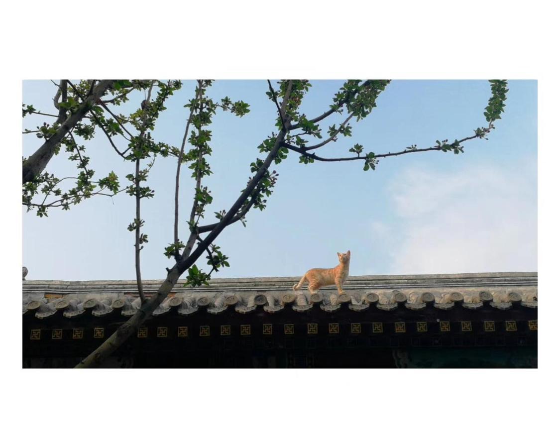 Отель Beijing Fly By Knight Courtyard Экстерьер фото